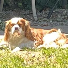 Charlie boy - Cavalier King Charles Spaniel