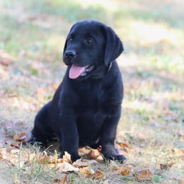 Faith - Black female Labrador Retriever puppy in Camden, Ohio from Prebleridge Acres