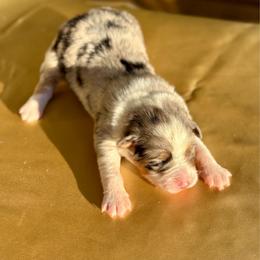 Maple - Blue merle female Australian Shepherd puppy in Beaverdam, Virginia from Cimmarun Farm Aussies