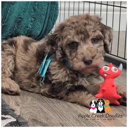 POPPY-F1b-Chocoalte Merle-Hazel Eyes-OFA-Genetics-2 year warranty-Microchip. - Merle female Goldendoodle puppy in Jeddo, Michigan from Apple Creek Doodles