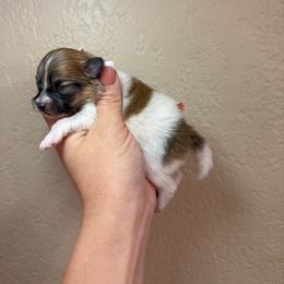 Trig - Orange parti male Pomeranian puppy in Phoenix, Arizona from Luxpomz