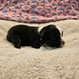 Sammy - Black tri male Toy Australian Shepherd puppy in Snowflake, Arizona from Halfpint Aussies