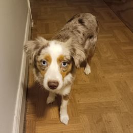 Ginger - Miniature Australian Shepherd