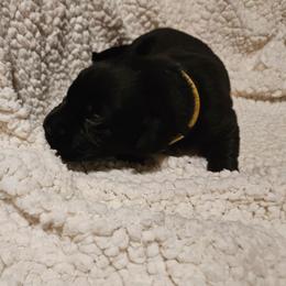 Dave - Black male Labrador Retriever puppy in Davenport, Washington from LynnDee's Kennel