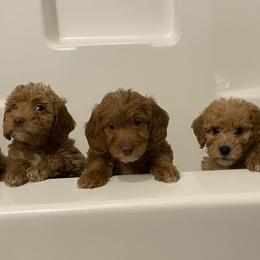 Goldendoodles from Goldendoodles of Oz