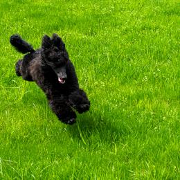 Poodle Puppies from Wispynook Poodles