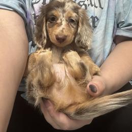 Dachshund Puppies from EntityDachs