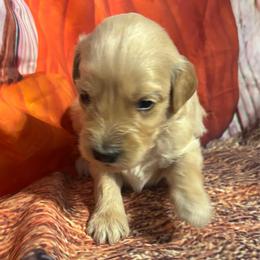 Orange collar boy - Apricot male Goldendoodle puppy in Colorado Springs, Colorado from Pikes Peak Doodles