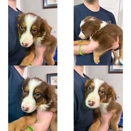Make 3 - Tri-color male Border Collie puppy in Asheboro, North Carolina from Coble Kennels