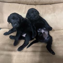 Girl 3 - Black female Labrador Retriever puppy in Four Oaks, North Carolina from Old Mill Retrievers