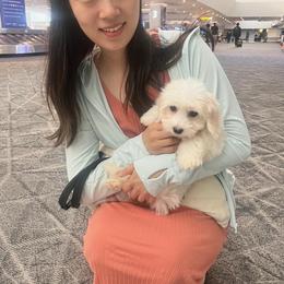 Coton de Tulear and Poodle Puppies from Legacy Pets