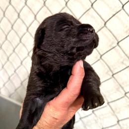 Jewel - Black female Dilute Retriever puppy in Baldwin City, Kansas from Hedge Lane Labradors