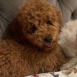 Ivy - Goldendoodle