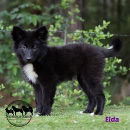 Elda - female Nenets Herding Laika puppy in Manns Choice, Pennsylvania from Mystic Winds