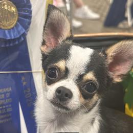 Chihuahuas and Poodles from Cajun Girl Kennels