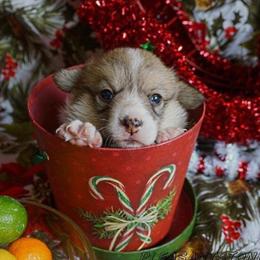 Pembroke Welsh Corgi Puppies from Corgis Hawaii Pleasantstone Aloha Corgis