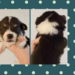 Green - Black and tan male Pembroke Welsh Corgi puppy in Ocala, Florida from Newlands Insane Danes and Corgis