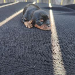 Miss. Orange - Black and tan female Yorkshire Terrier puppy in Woodway, Texas from The Yorkie Empire