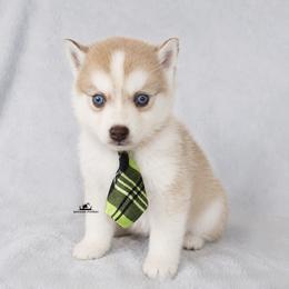 Brownie Blue Eyes - Red and white male Pomsky puppy in Stockton, Utah from Mischa Nelson