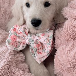 Goldendoodle, Golden Retriever, Poodle, and Shih Tzu Puppies from Platinum Paws Puppies