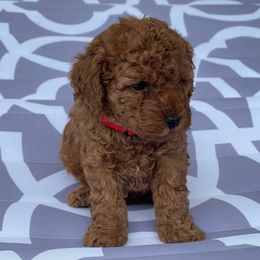 Vanessa May - Red  female Poodle puppy in Berrien Springs, Michigan from Michigan Mini & Toy Red Poodles