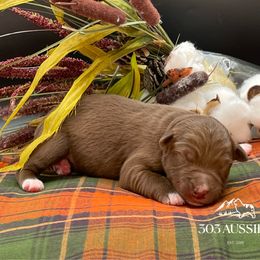 RTF - Red tri-color female Australian Shepherd puppy in Thornton, Colorado from 303 Aussies