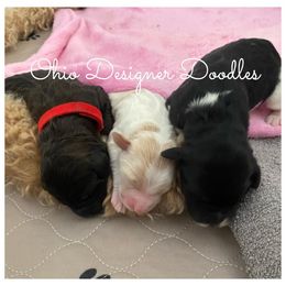 Double Doodles and Goldendoodles from Ohio Designer Doodles