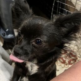Chihuahuas from Alyce’s Angels