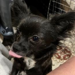 Chihuahuas from Alyce’s Angels