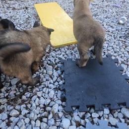 Belgian Malinois Puppies from Chaland