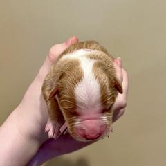 Who - Red gold female Nova Scotia Duck Tolling Retriever puppy in Albany, New York from Sardonyx Canines