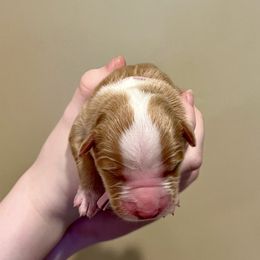 Who - Red gold female Nova Scotia Duck Tolling Retriever puppy in Albany, New York from Sardonyx Canines