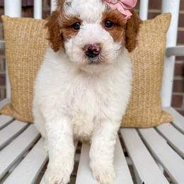 Amaris - Parti female Goldendoodle puppy in Sunman, Indiana from Brunsman Country Doodles LLC