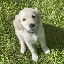Girl 6 - Golden Golden Retriever puppy in East Hartford, Connecticut from Cherry Hollow Goldens
