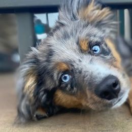 Miniature Australian Shepherds from Piney Hollow Mini Aussies LLC