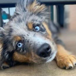 Miniature Australian Shepherds from Piney Hollow Mini Aussies LLC