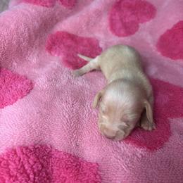 Chloe - Cream female Dachshund puppy in Lake City, Florida from My Ditzy Doxies of Florida