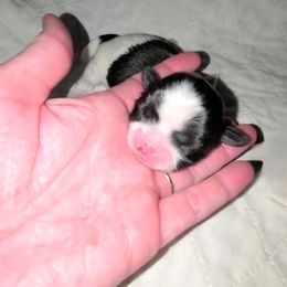 Boy 1 - Brindle and white male Shih Tzu puppy in Bishop, California from Shih Tzu G-ma