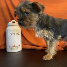 Girl 2 - Black and gold female Yorkshire Terrier puppy in Marion, Indiana from Thomas Terriers