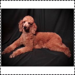 Nadiah - Poodle