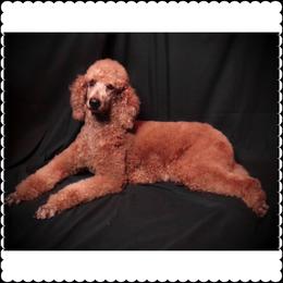 Nadiah - Poodle