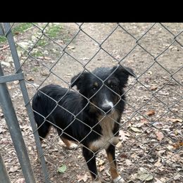 Willow - Tri-color female Border Collie puppy in Asheboro, North Carolina from Coble Kennels