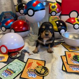 Charmeleon - Black and cream male Dachshund puppy in Hudson, Michigan from Mittentail Kennel Miniature Dachshunds & Australian Shepherds