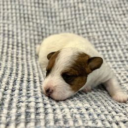 Elsa - White and tan female Russell Terrier puppy in Valley Mills, Texas from Bar Rafter C Shorty Jacks