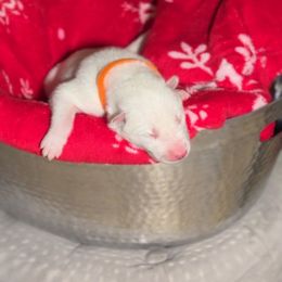 Oak - White male Siberian Husky puppy in Peoria, Arizona from Snowy Siberians