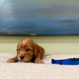 Blue collar boy - Red  male Goldendoodle puppy in Dupont, Washington from Willow Tree Doodles