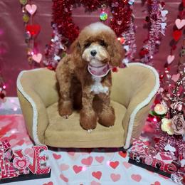 Juliet - Poodle