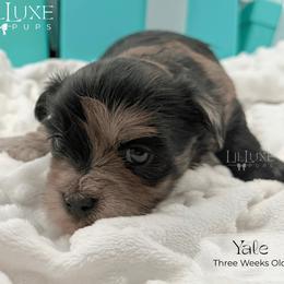 Yale - Merle male Shorkie puppy in Scottsdale, Arizona from Lil Luxe Pups