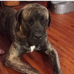 Kato - Mastiff