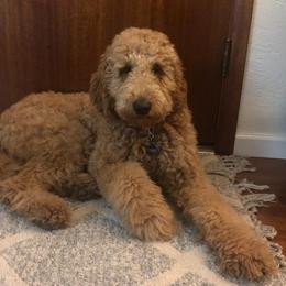 Goldendoodle All Grown Up from Doo a Little Doodle